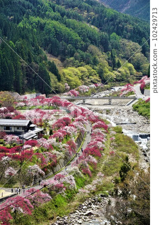Hanamon沒有佐藤 Hanamon沒有佐藤 102429713