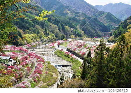 Hanamon沒有佐藤 Hanamon沒有佐藤 102429715