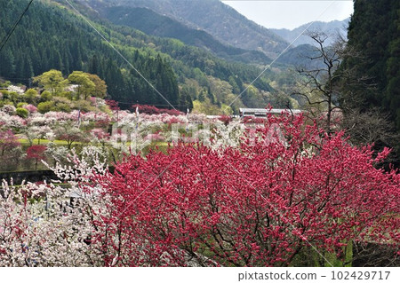 Hanamon沒有佐藤 Hanamon沒有佐藤 102429717