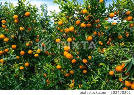 Ripe mandarin oranges on trees 102430201