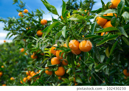 Closeup of ripe mandarins on tree 102430230