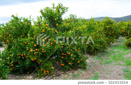 Ripe mandarin oranges on trees 102431014