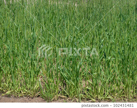 Wheat field Wheat field 102431481