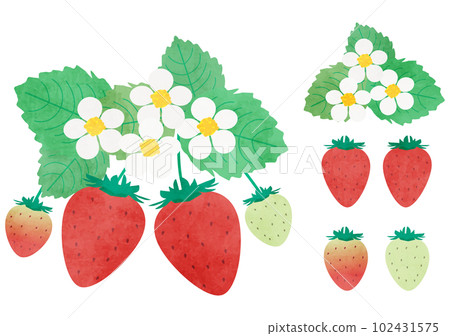 一個草莓 一個草莓 102431575