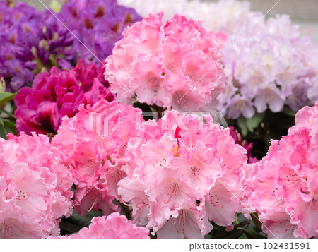 Western rhododendron Western rhododendron 102431591