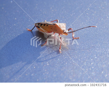 Kibara Helicopter Bug (Yellow-bellied Tortoise Bug)/Back 102431716
