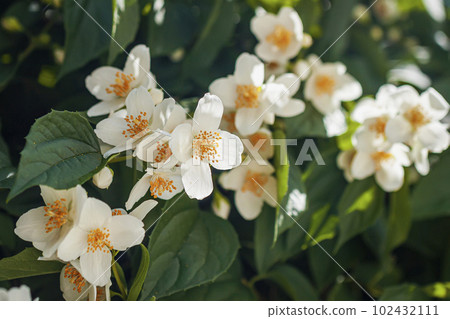 Closeup jasmine branch. Natural background, spring concept Closeup jasmine branch. Natural background, spring concept 102432111