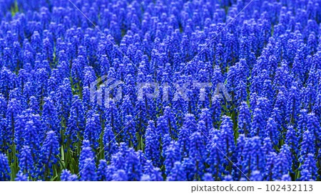 Blue muscari flowers on spring meadow, bright spring natural landscape design Blue muscari flowers on spring meadow, bright spring natural landscape design 102432113