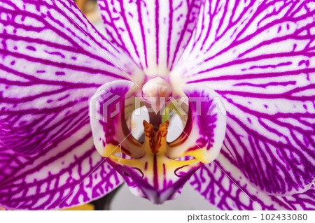 Close up of magenta and white orchid or orchis flower. Flowers from latin family Orchidaceae. Macro photo. 102433080