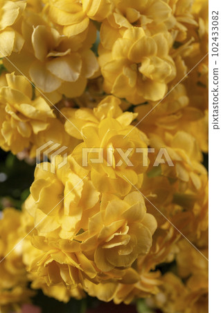 Closeup of yellow orange kalanchoe flowers. Houseplant care. Kalanchoe blossfeldiana. 102433082