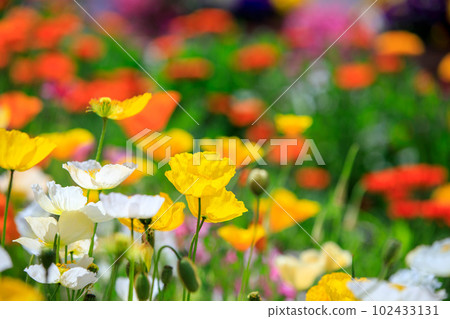 Blooming flowers in spring flower bed 102433131