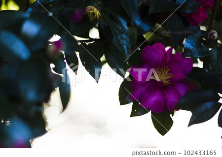 Colorful sasanqua in early spring [flowers and plants] 102433165