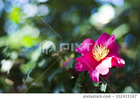 Colorful sasanqua in early spring [flowers and plants] 102433167