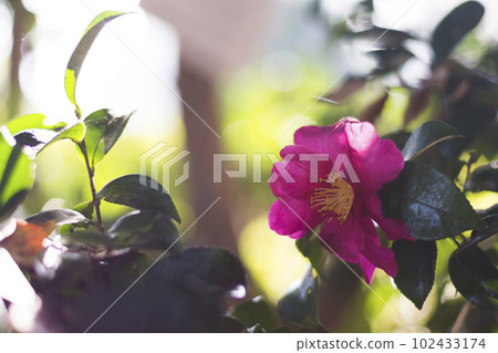 早春七彩茶梅【花草】 早春七彩茶梅【花草】 102433174