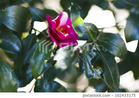 早春七彩茶梅【花草】 102433175