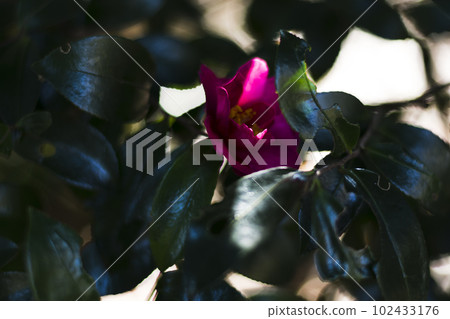 早春七彩茶梅【花草】 早春七彩茶梅【花草】 102433176