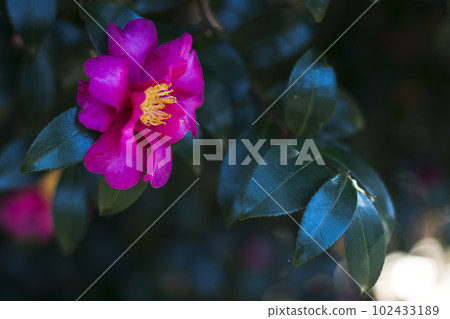 早春七彩茶梅【花草】 102433189