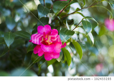 早春七彩茶梅【花草】 102433193