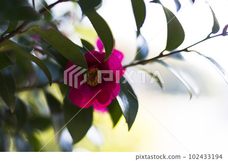 早春七彩茶梅【花草】 早春七彩茶梅【花草】 102433194