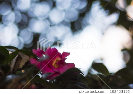 早春七彩茶梅【花草】 102433195