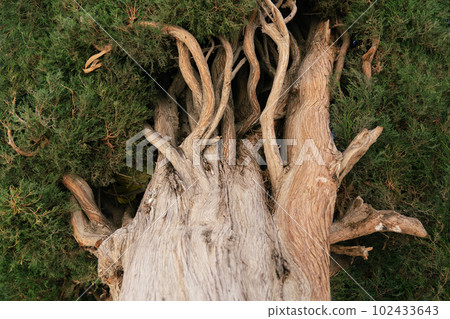 Background with a trunk, branches and leaves of a cypress tree close up Background with a trunk, branches and leaves of a cypress tree close up 102433643