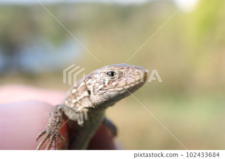 lizard in close-up in the forest, lizard in hand 102433684