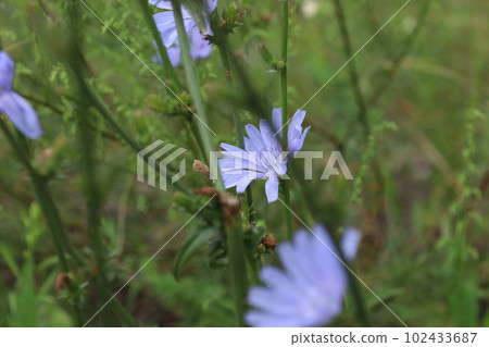 Common chicory in the summer meadow, blue flowers  102433687