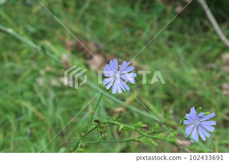 Common chicory in the summer meadow, blue flowers  102433691