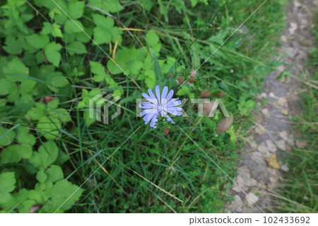 Common chicory in the summer meadow, blue flowers  102433692