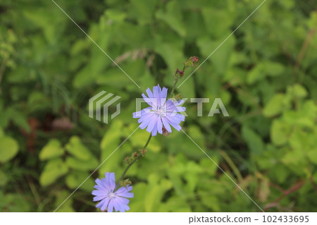 Common chicory in the summer meadow, blue flowers  102433695