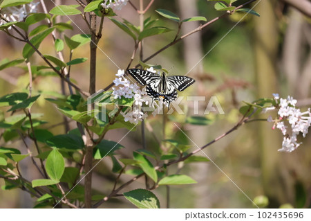一隻燕尾棲息在一朵白花上的風景 102435696