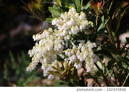 開花樹枝景觀與 Amamiasebi 花的特寫鏡頭,白色花瓣盛開 開花樹枝景觀與 Amamiasebi 花的特寫鏡頭,白色花瓣盛開 102435698
