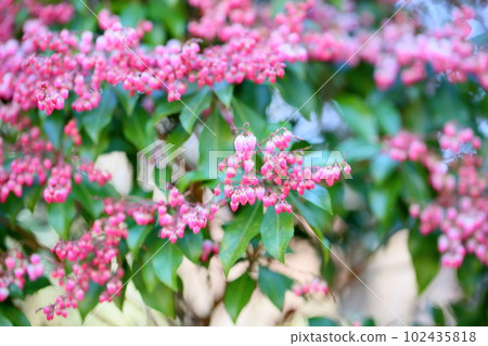 Pink Asebi flowers 102435818