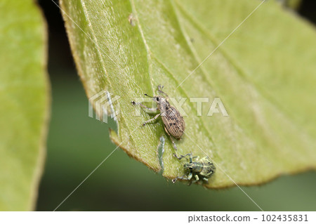 Kofukizoumushi Kofukizoumushi 102435831