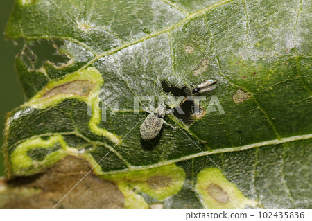 Kofukizoumushi Kofukizoumushi 102435836