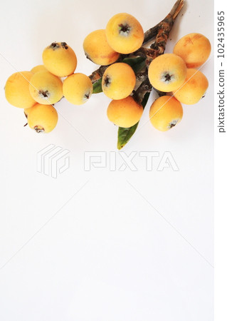 Background image of loquat tree 102435965