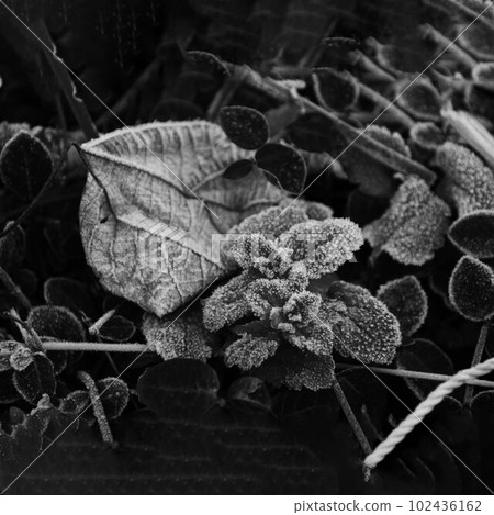 Frozen leaves in winter cold 102436162