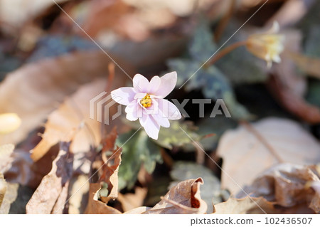 Snow throat flowers Snow throat flowers 102436507