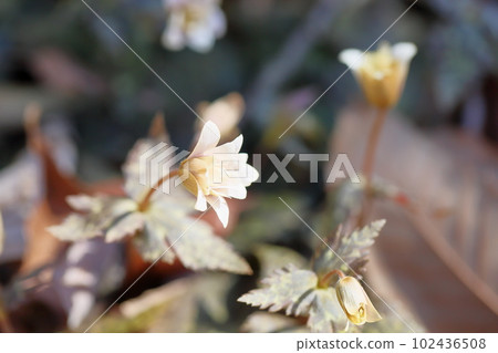 Snow throat flowers Snow throat flowers 102436508