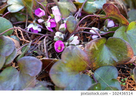 Flower of Famous Plants Flower of Famous Plants 102436514