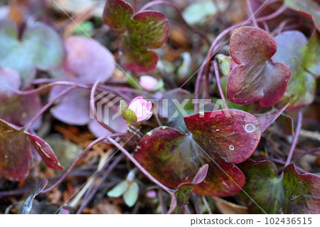 Flower of Famous Plants Flower of Famous Plants 102436515