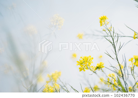 Rape blossoms 102436770