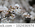 Cherry Blossoms	 102436974