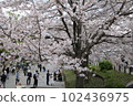 Cherry Blossoms	 102436975