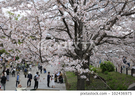 Cherry Blossoms Cherry Blossoms 102436975