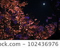 Sakura and moon at night 102436976