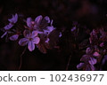 Cherry blossoms at night 102436977
