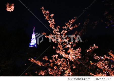 夜晚的櫻花 102436978