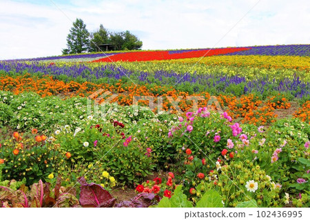 Kanno Farm Flower Garden (Kamifurano-cho, Sorachi-gun, Hokkaido) Kanno Farm Flower Garden (Kamifurano-cho, Sorachi-gun, Hokkaido) 102436995
