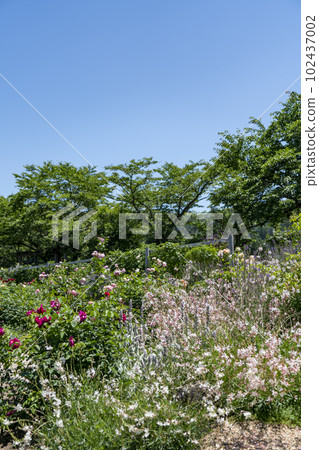 英國花園在初夏 英國花園在初夏 102437002